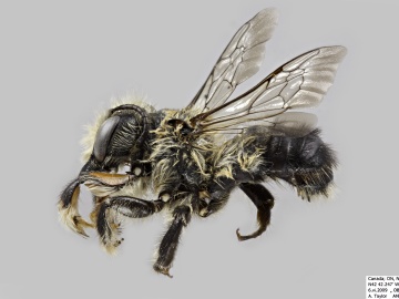 [Megachile melanophaea male thumbnail]